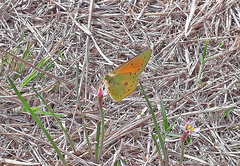 Colias lesbia