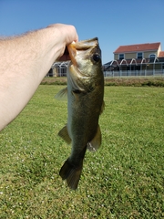 Micropterus floridanus