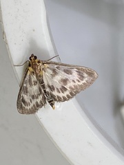 Anania hortulata