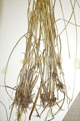 Juncus interior
