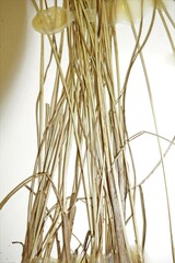 Juncus interior