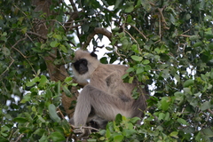 Semnopithecus priam