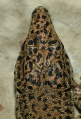 Podarcis liolepis