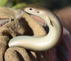 Chalcides striatus
