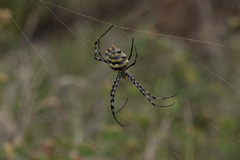 Argiope australis