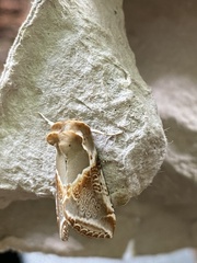 Habrosyne pyritoides