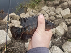 Mayaheros urophthalmus