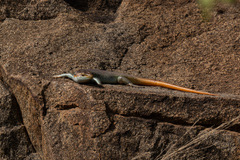 Trachylepis margaritifera