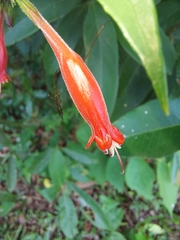 Ruellia angustiflora
