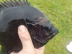 Lepomis macrochirus purpurascens