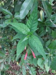 Ruellia angustiflora