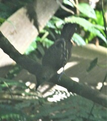 Thamnophilus atrinucha