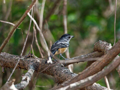 Thamnophilus caerulescens