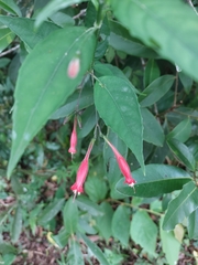 Ruellia angustiflora