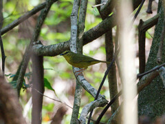 Myiothlypis bivittata