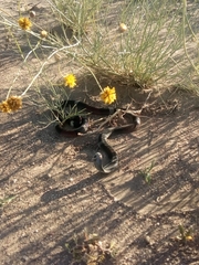 Micrurus pyrrhocryptus