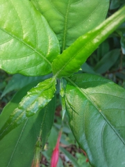 Ruellia angustiflora