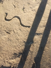 Micrurus pyrrhocryptus