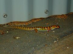 Eremiascincus richardsonii