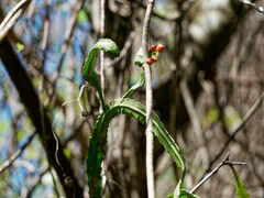 Pfeiffera monacantha