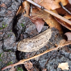 Philomycus carolinianus