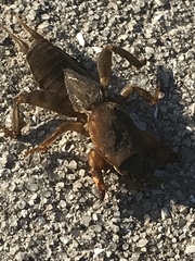 Neocurtilla