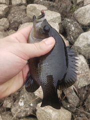 Lepomis punctatus