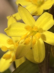Tricoryne