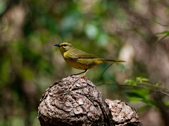 Myiothlypis bivittata