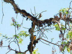 Euphonia chlorotica