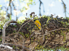 Euphonia chlorotica