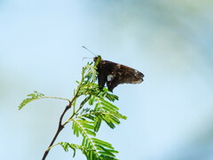 Eudaminae