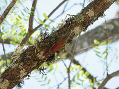 Sittasomus griseicapillus