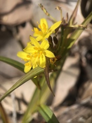 Tricoryne