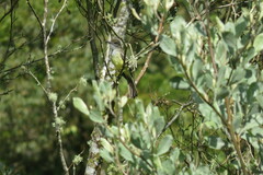 Myiarchus cephalotes