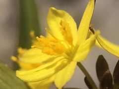 Tricoryne
