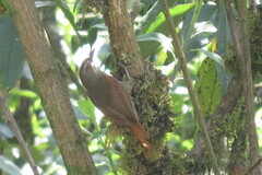 Cranioleuca curtata