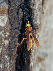 Polistes cavapyta