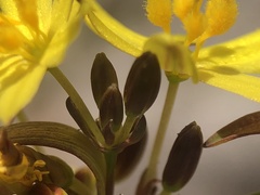 Tricoryne