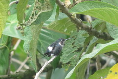 Chaetocercus heliodor