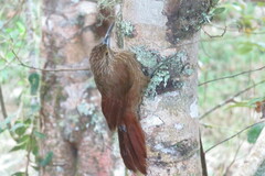 Xiphocolaptes promeropirhynchus