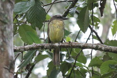 Myiodynastes hemichrysus