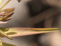 Tricoryne