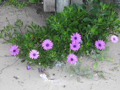 Dimorphotheca