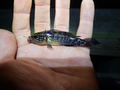 Dormitator maculatus