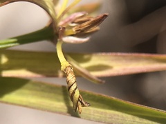 Tricoryne