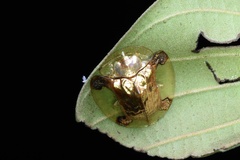 Aspidimorpha sanctaecrucis