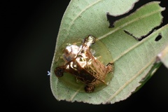 Aspidimorpha sanctaecrucis