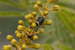 Pseudoclinteria cincticollis