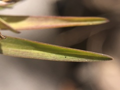 Tricoryne